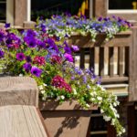 Vail-Mountain-Elegant-flower-boxes